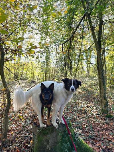 Hundetreffen-Begleitung für Gassirunden gesucht-Bild