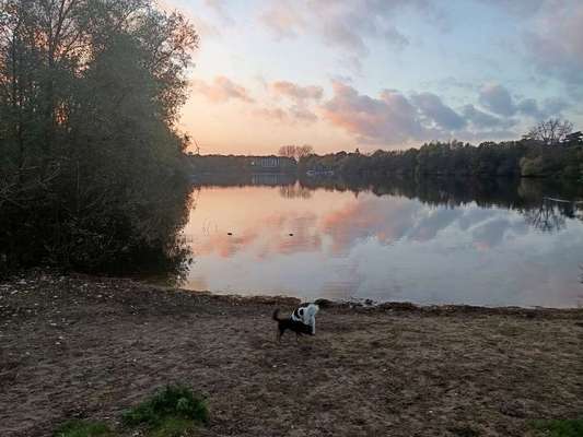 Hundetreffen-Spaziergänge und spielen am Hiltruper See-Bild