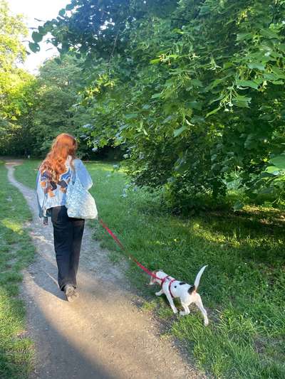Hundetreffen-Welpentreffen in/um 1050 Wien-Bild