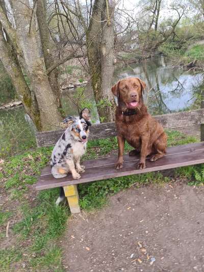 Dogorama-Monats-Challenge-Mai "Wasser"-Beitrag-Bild