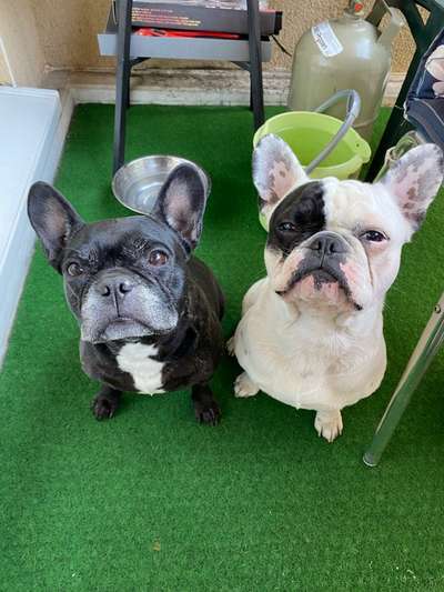 Bester Freund, Hundekumpel - zeigt her!-Beitrag-Bild