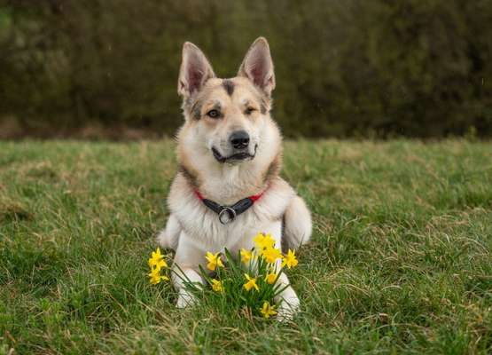 Challenge 23 : "  Euer Hund beim Frühlingserwachen "-Beitrag-Bild