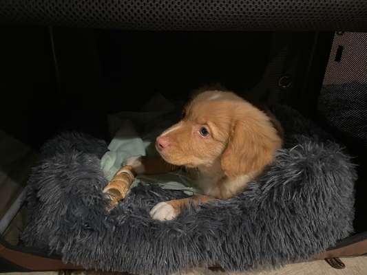 Nova Scotia Duck Tolling Retriever-Beitrag-Bild