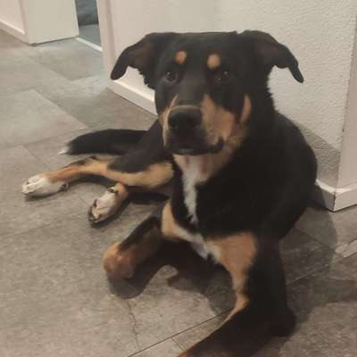 Hundetreffen-Spielen und Gassi gehen-Bild