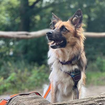 Hundetreffen-Leinenspaziergang/ Sozial Walk-Bild