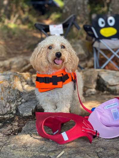 Maltipoo Freunde-Beitrag-Bild