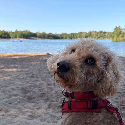 Hundetreffen-Gemeinsame Spaziergänge-Bild