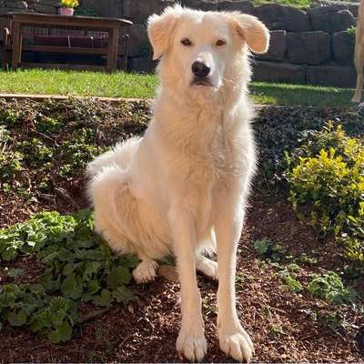 Hundetreffen-Gassirunde-Bild