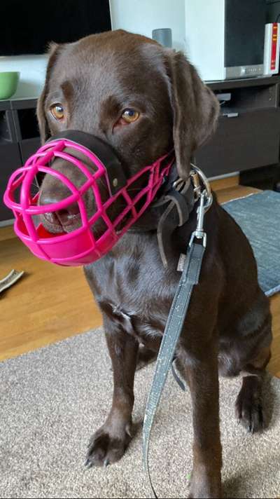 Zeigt mir doch bitte eure Maulkörbe!-Beitrag-Bild