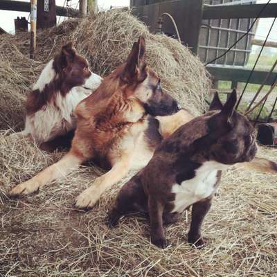Bester Freund, Hundekumpel - zeigt her!-Beitrag-Bild