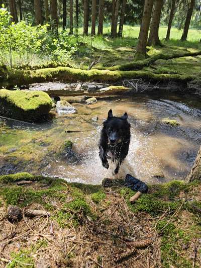 61. Handyfotochallenge - der springende Hund-Beitrag-Bild