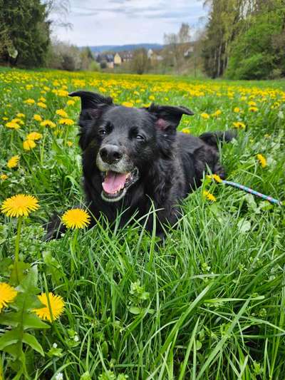 Dogorama Photo Challenge - Frühlingserwachen-Beitrag-Bild