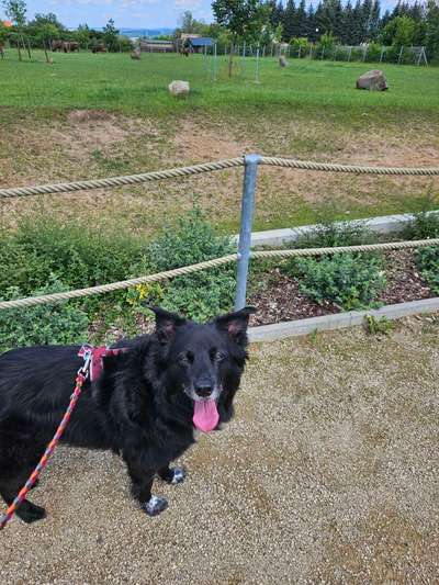 Wie sitzt mein Geschirr?-Beitrag-Bild