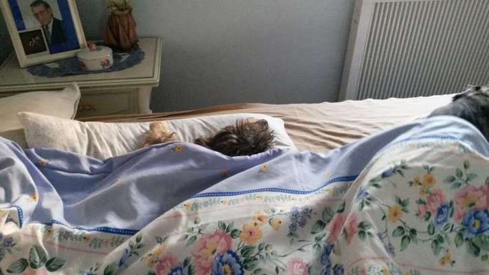Darf der Hund bei Euch im Bett schlafen?-Beitrag-Bild