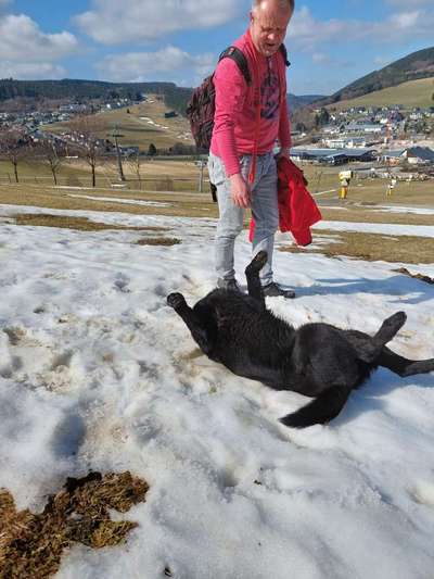 Hundetreffen-Wandern mit unseren Hunden-Bild