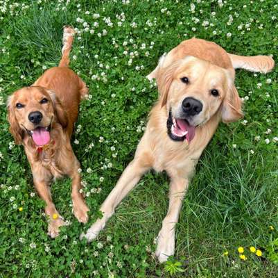 Hundetreffen-Spiel- und Gassirunde-Bild
