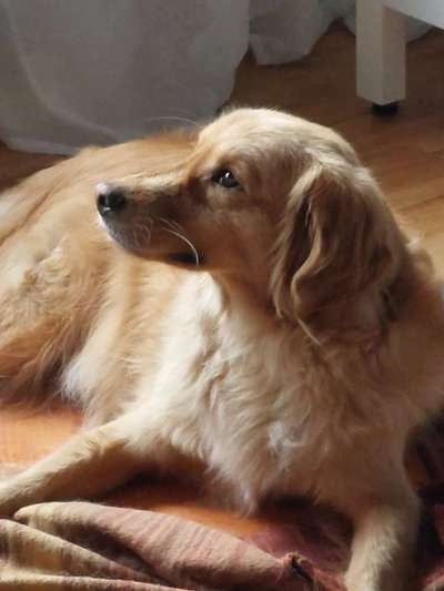 TierschutzhundeStammtisch🐕-Beitrag-Bild