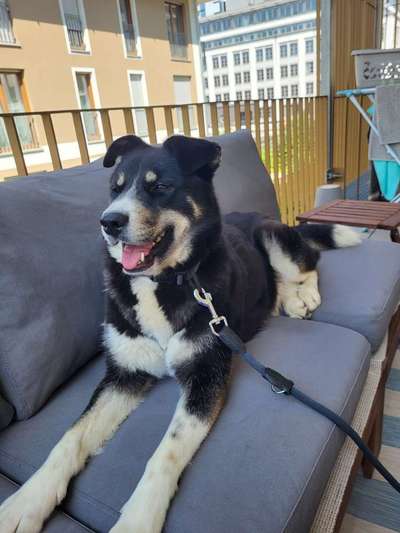 Hundetreffen-Fortuna sucht spielfreudige Hundebuddies-Bild