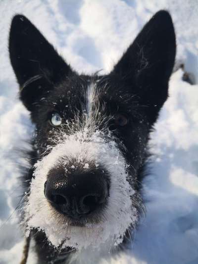 💖😊Das ALLERSCHÖNSTE Foto von deinem Hund💖😊-Beitrag-Bild