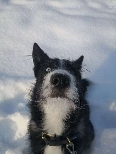 Zeige das lustigste Bild eures Hundis-Beitrag-Bild