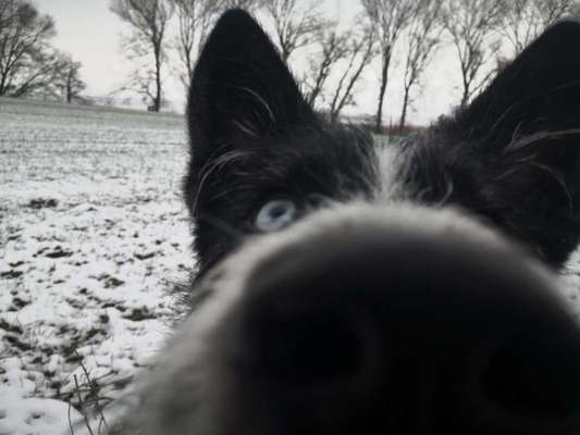 Die Dogorama-Wochen-Challenge "Die schönste Grimasse"-Beitrag-Bild