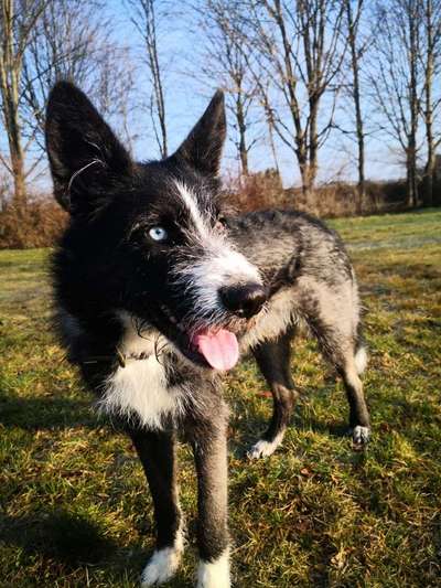 Seltene Rassen!-Beitrag-Bild