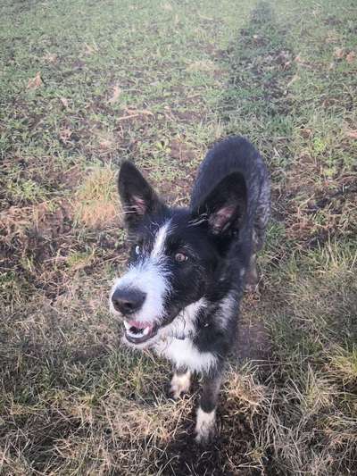 Labradorfans-Beitrag-Bild