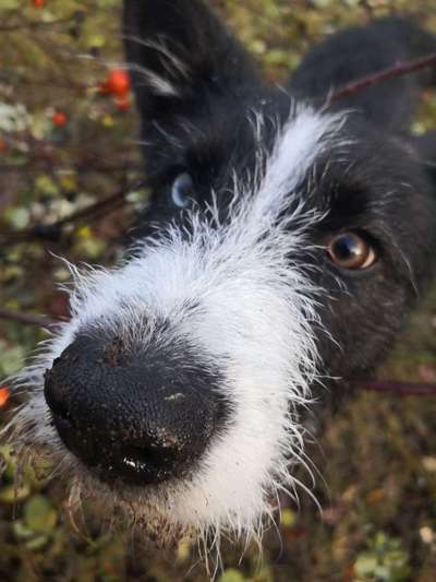 Zeigt mal die schönsten Bilder von euren Hunden !-Beitrag-Bild