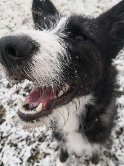 Foto's und Hundemodels-Beitrag-Bild