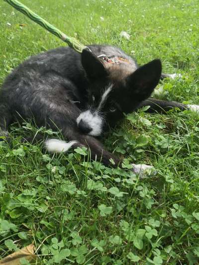 Welpen Bilder !-Beitrag-Bild