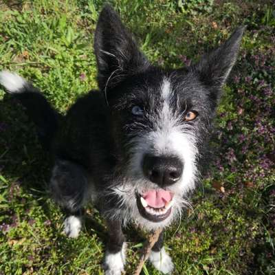 Rassen und ihre Eigenschaften-Beitrag-Bild