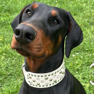Hundetreffen-Spiel und Spaß Treffen-Bild