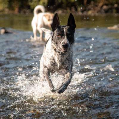 Hundetreffen-Spieltreffen-Bild