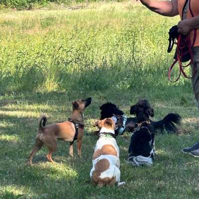 Hundetreffen-Treffen für kleine Hunde jeden Sonntag um 09:30Uhr in Zernsdorf-Bild