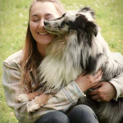 Hundetreffen-(Sheltie) Spielpartner gesucht und ggf. mehr-Bild
