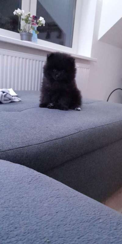 Welpen Bilder !-Beitrag-Bild