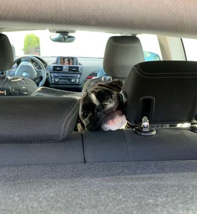 Deutsche Boxer-Beitrag-Bild