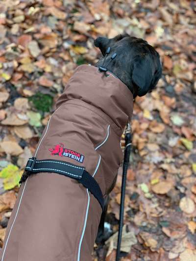 Hundekleidung - Top oder Flop-Beitrag-Bild