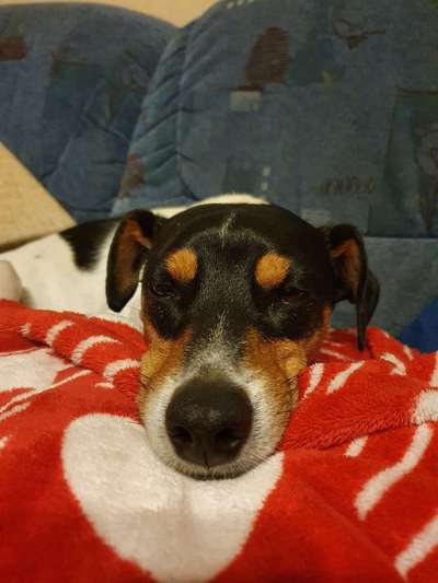 Auslandstierschutz-Beitrag-Bild