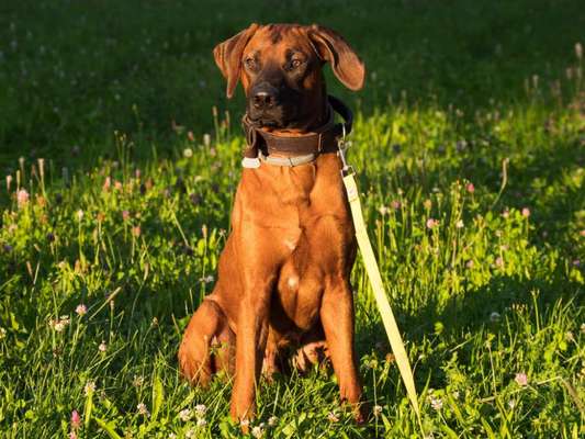 Rhodesian Ridgeback-Beitrag-Bild