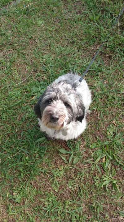 TierschutzhundeStammtisch🐕-Beitrag-Bild