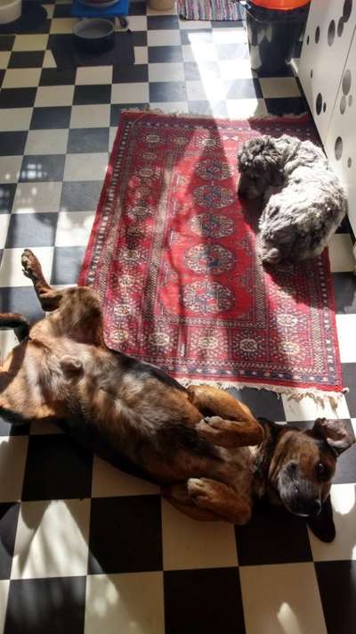 Welchen Hund hast du?-Beitrag-Bild