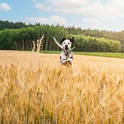 Hundetreffen-Spielfreunde gesucht-Bild