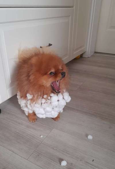 Dogorama Photo Challenge - Winterstimmung-Beitrag-Bild