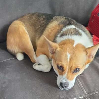 Hundetreffen-Gemeinsam spazieren gehen-Bild