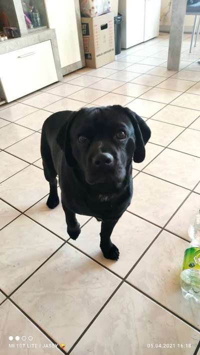 Seltene Rassen!-Beitrag-Bild