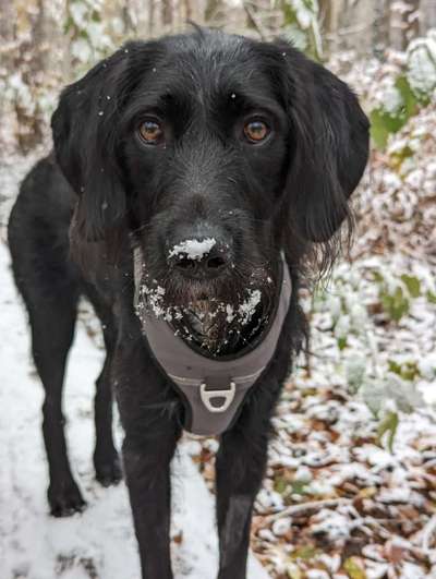 Mischlinge raten - Rätselspaß-Beitrag-Bild