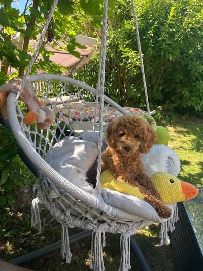 Hundetreffen-Pudelspielgruppe Regensburg Umgebung-Bild