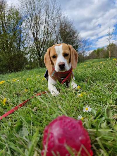 TierschutzhundeStammtisch🐕-Beitrag-Bild