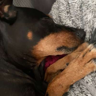 Hundetreffen-Treffe mich immer wieder gerne mit Leuten zum wandern oder Gassi gehen-Bild